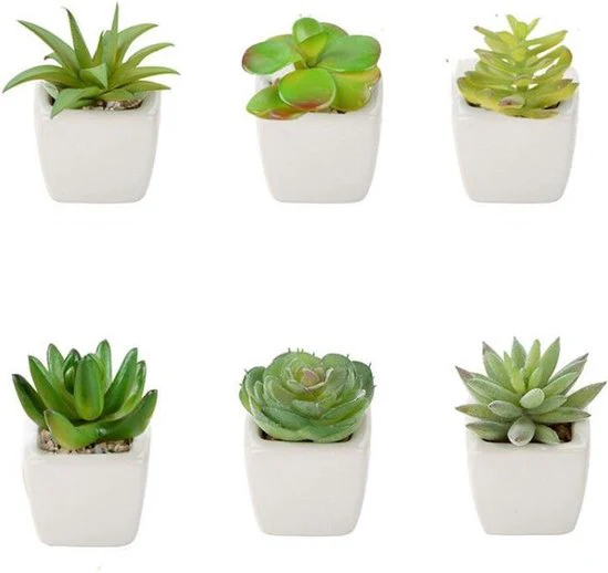 TDR –  6x kunst vetplantjes – Succulenten – Mini kamerplanten – in mooie gevormde witte keramieken potjes – ↑8 cm -Ø 6.6 cm
