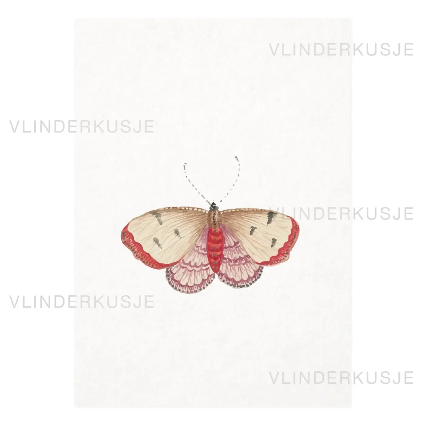 Vlinderkusje – Ansichtkaart – Vlinder